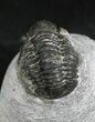 Bargain Gerastos Trilobite Fossil #27941-4